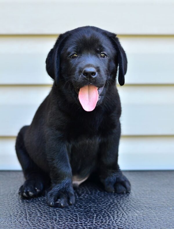 Deni Labrador Retriever Deni Labrador Retriever