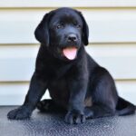 Deni-male-labrador-retriver-puppy-for-sale-1 (4)