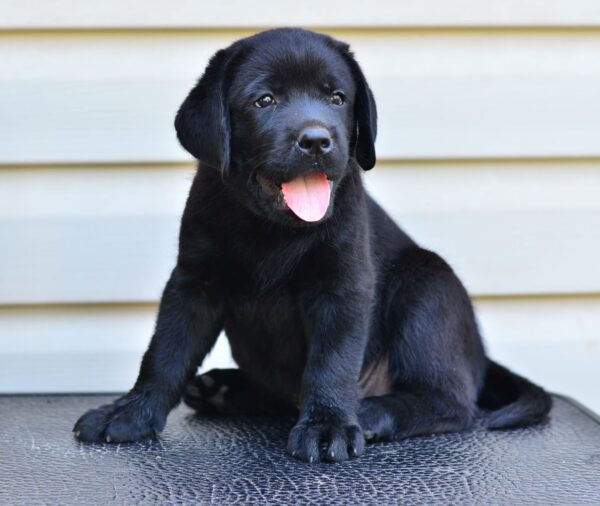 Deni Labrador Retriever Deni Labrador Retriever