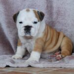 Desiree-female-English bulldog-puppy-for-sale-1 (1)