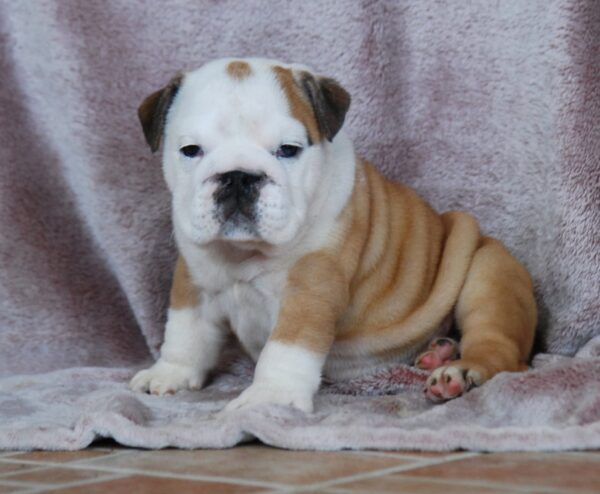 Desiree English Bulldog Desiree English Bulldog