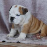 Desiree-female-English bulldog-puppy-for-sale-1 (2)