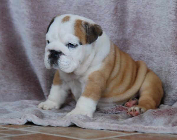 Desiree English Bulldog Desiree English Bulldog