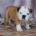 Desiree-female-English bulldog-puppy-for-sale-1 (3)