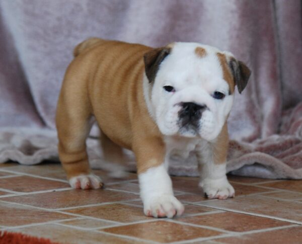 Desiree English Bulldog Desiree English Bulldog
