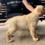 Dexter-male-golden-retriever-puppy-for-sale- (1)
