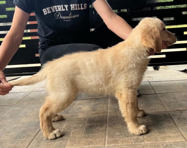 Dexter Golden Retriever Dexter Golden Retriever