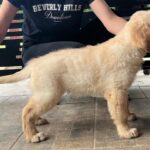Dexter-male-golden-retriever-puppy-for-sale- (2)