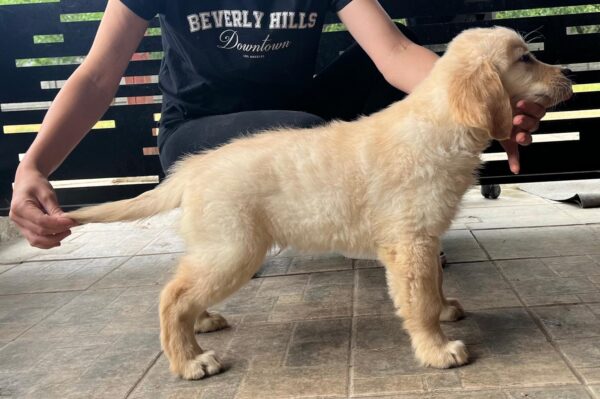 Dexter Golden Retriever Dexter Golden Retriever