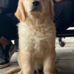 Dexter-male-golden-retriever-puppy-for-sale- (3)