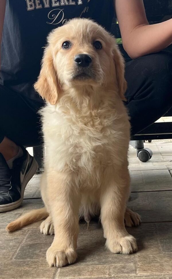 Dexter Golden Retriever Dexter Golden Retriever