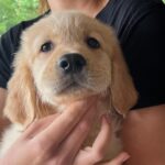 Ember Golden Retriever