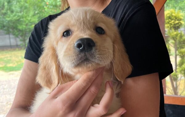 Dexter Golden Retriever Dexter Golden Retriever