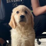 Dexter-male-golden-retriever-puppy-for-sale- (5)