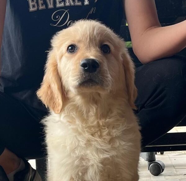 Dexter Golden Retriever Dexter Golden Retriever