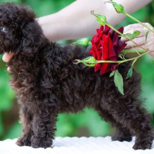 Deymond Toy Poodle Deymond Toy Poodle