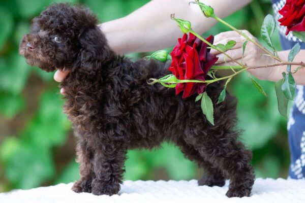 Deymond Toy Poodle