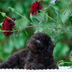 Aria Toy Poodle