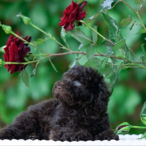Deymond Toy Poodle Deymond Toy Poodle