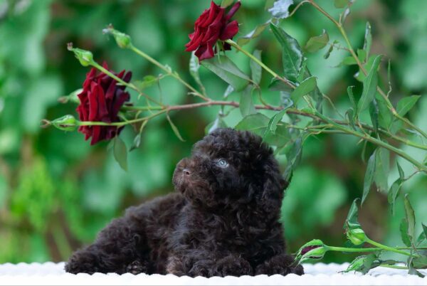 Deymond Toy Poodle