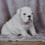 Diana-female-English bulldog-puppy-for-sale-1 (1)