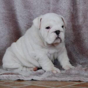 Diana English Bulldog