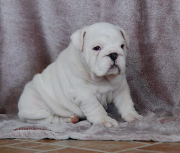 Diana English Bulldog Diana English Bulldog