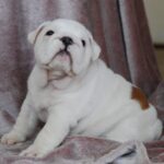 Diana-female-English bulldog-puppy-for-sale-1 (2)