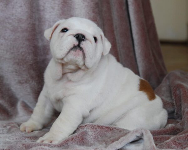 Diana English Bulldog Diana English Bulldog