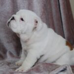 Diana-female-English bulldog-puppy-for-sale-1 (3)