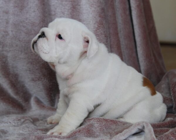 Diana English Bulldog Diana English Bulldog