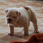 Diana-female-English bulldog-puppy-for-sale-1 (4)