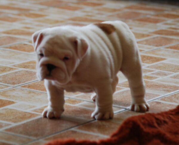 Diana English Bulldog Diana English Bulldog