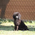 Dixie-female-miniature-poodle-puppy-for-sale- (1)