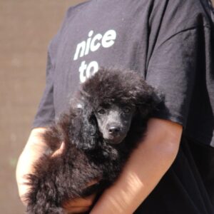 Dixie Miniature Poodle