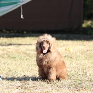 Douglas Miniature Poodle