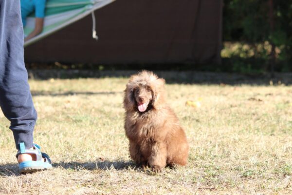 Douglas Miniature Poodle
