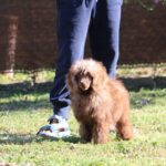 Douglas-male-poodle-puppy-for-sale- (2)