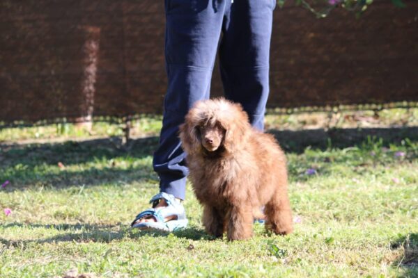 Douglas Miniature Poodle