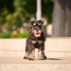 Dragon Miniature Schnauzer