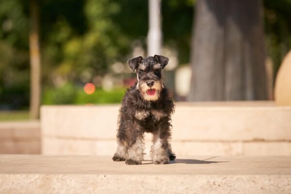 Dragon Miniature Schnauzer