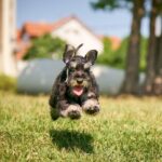 Dragon-male-miniature-schnauzer-puppy-for-sale-1 (2)