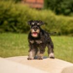 Dragon-male-miniature-schnauzer-puppy-for-sale-1 (3)