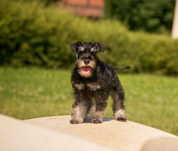 Dragon Miniature Schnauzer