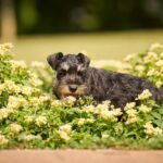 Dragon-male-miniature-schnauzer-puppy-for-sale-1 (4)