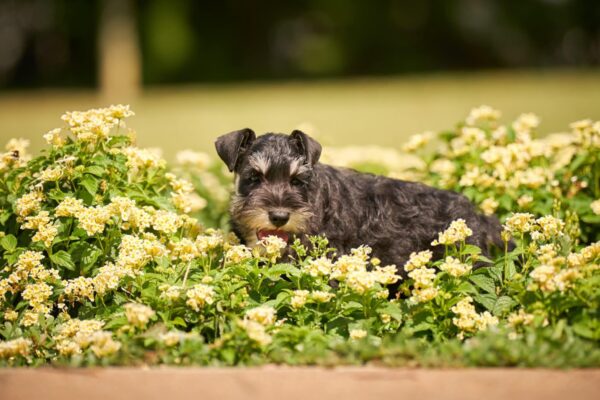 Dragon Miniature Schnauzer