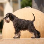 Dragon-male-miniature-schnauzer-puppy-for-sale-1 (5)