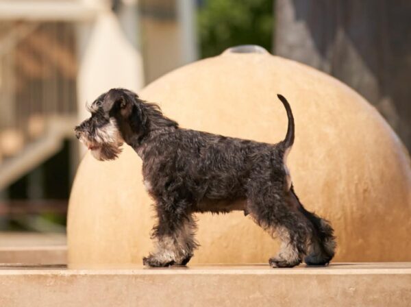 Dragon Miniature Schnauzer