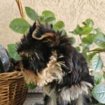 Easy-female-Yorkshire-Terrier-puppy-for-sale-1 (1)