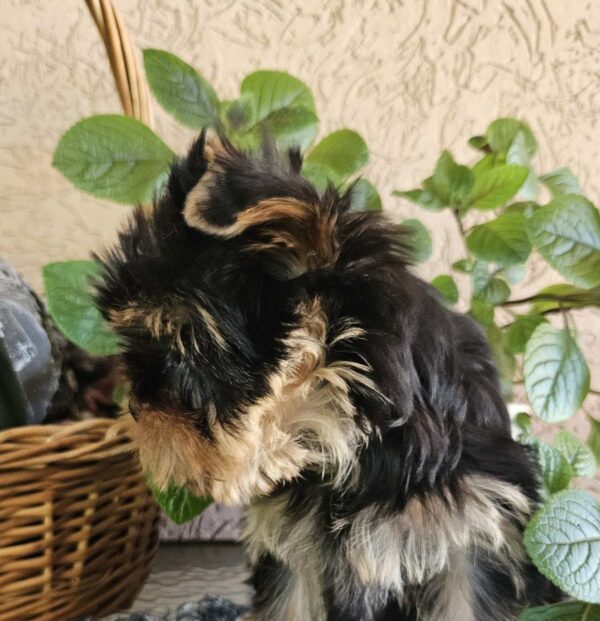 Easy Yorkshire Terrier